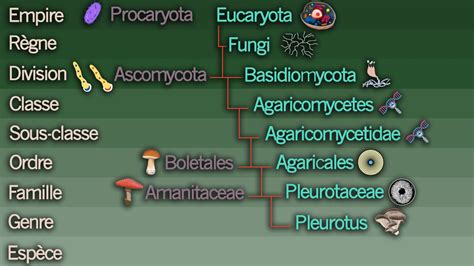 Infographie comparant les besoins en substrat de différents champignons