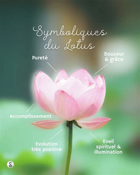 Infographie résumant les symboliques et les questions fréquentes sur les tatouages de cactus