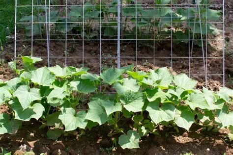 Image d'un plant de concombre avec des vrilles s'accrochant à un support