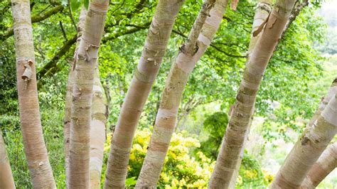 Arbre en cépée avec plusieurs troncs distincts