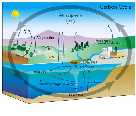Diagramme cycle carbone miscanthus