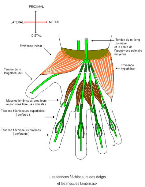 Diagramme des tendons fléchisseurs des doigts et des poulies A2 et A4