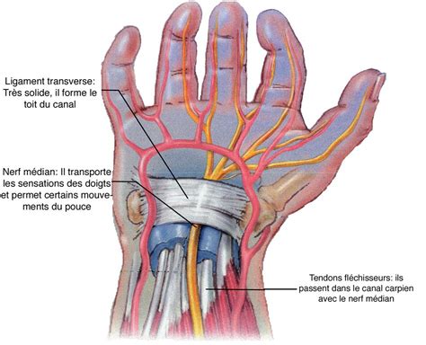 Schéma anatomique du canal carpien, montrant le nerf médian et les tendons