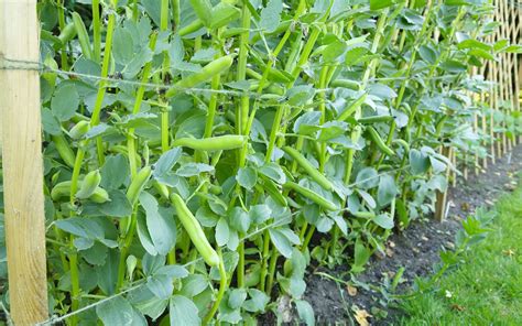 Plants de fèves tuteurés avec des piquets et de la ficelle