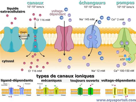 Schéma moléculaire illustrant l'action de l'oléandrine sur les pompes ioniques cellulaires