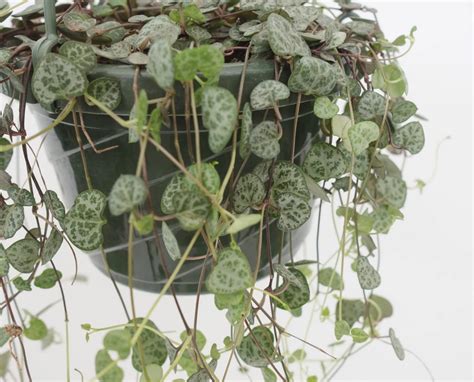 Infographie comparant les besoins en eau du Ceropegia woodii entre l'été et l'hiver