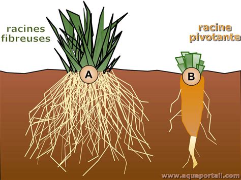 Diagramme comparant les systèmes racinaires d'arbres traçants et pivotants