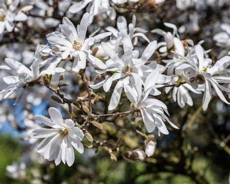 Photographie d'un Magnolia étoilé en pleine floraison