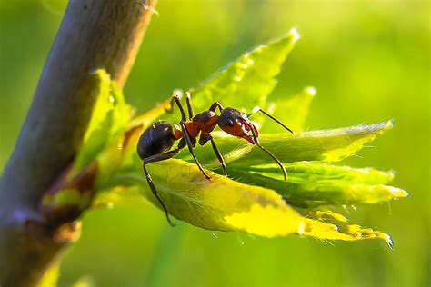 Fourmis sur un bonsaï