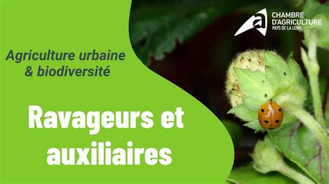 Schéma des relations entre ravageurs et auxiliaires