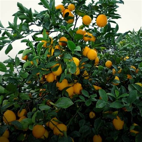 Gros plan sur les citrons du citronnier Meyer avec leur teinte orangée