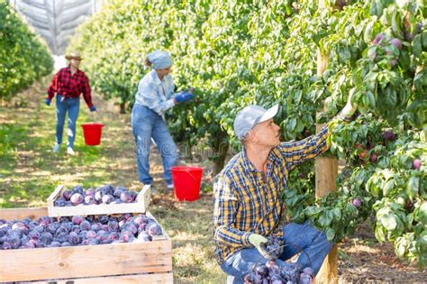 Travailleurs agricoles récoltant des fruits