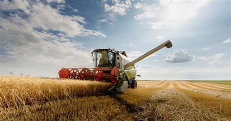 Moissonneuse-batteuse dans un champ de blé