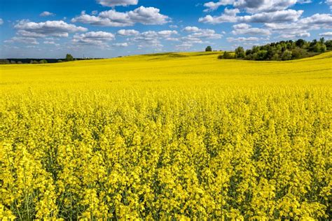 Champ de colza fleuri