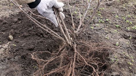 Arbuste en pleine terre avec une motte de racines visible