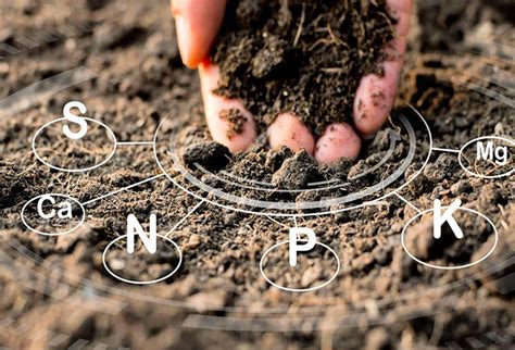 Analyse de sol avec des outils de jardinage