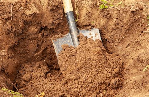 Arbuste en cours de plantation, avec le trou creusé et la motte prête à être installée