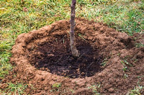 Arrosage d'un jeune arbuste fraîchement planté