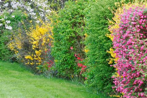 Massif d'arbustes acidophiles en pleine floraison