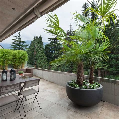 Arbuste planté dans un grand pot décoratif sur une terrasse