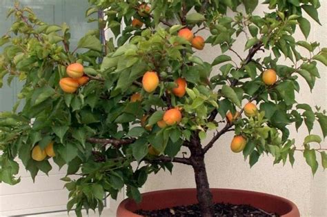 Arbres fruitiers nains sur un balcon
