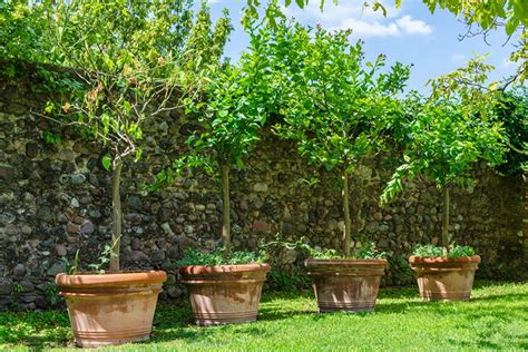Arrosage d'un arbre fruitier en pot