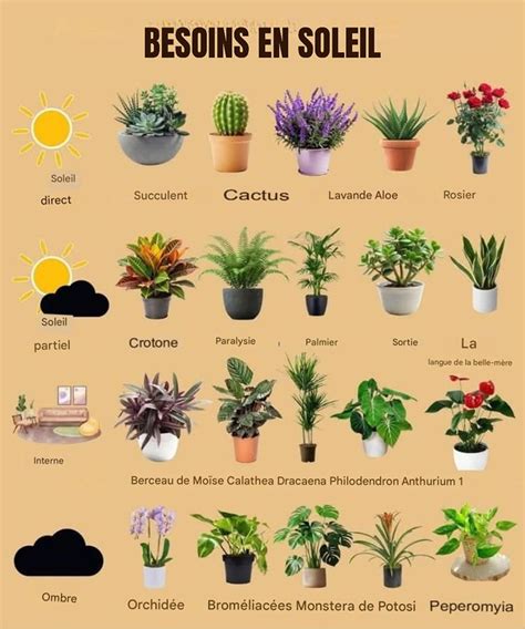 Plantes avec différentes exigences en eau