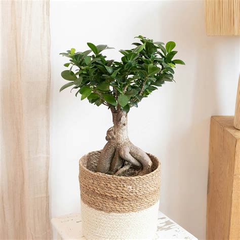 Ficus Ginseng dans un intérieur lumineux