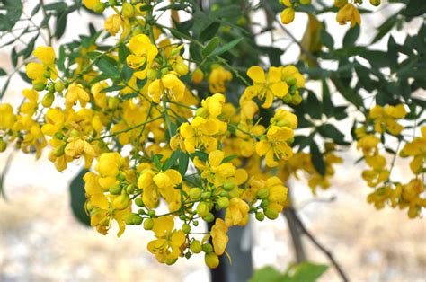 Illustration détaillée d'une fleur de Cassia jaune