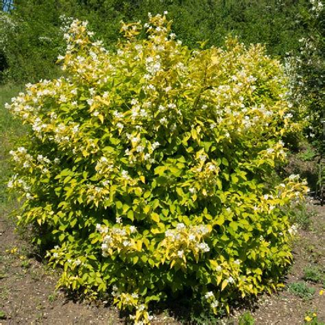 Un gros plan sur le feuillage jaune doré caractéristique du Philadelphus coronarius 'Aureus' en plein soleil