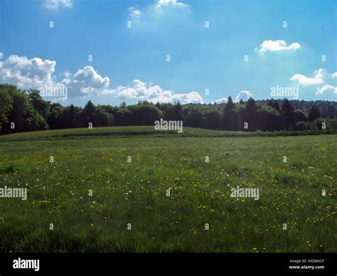 Prairie verte luxuriante