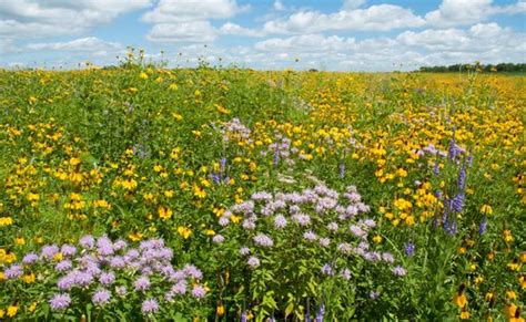 Prairie naturelle diversifiée