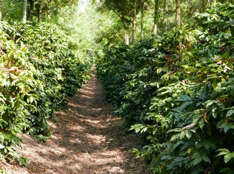 Plantation de caféiers sur des pentes volcaniques