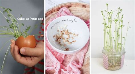 Enfants récoltant des lentilles cultivées maison