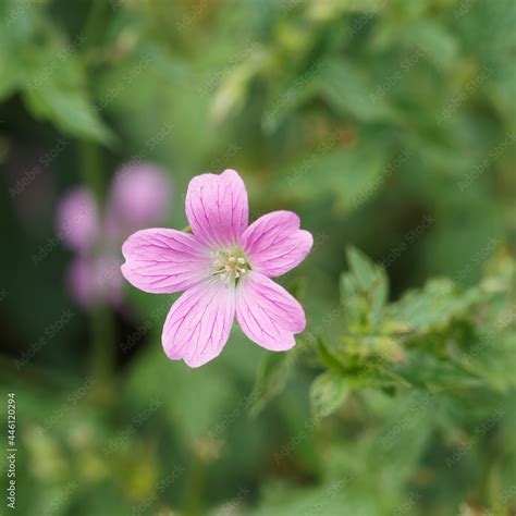 Gros plan sur une fleur de géranium fanée avec sa tige