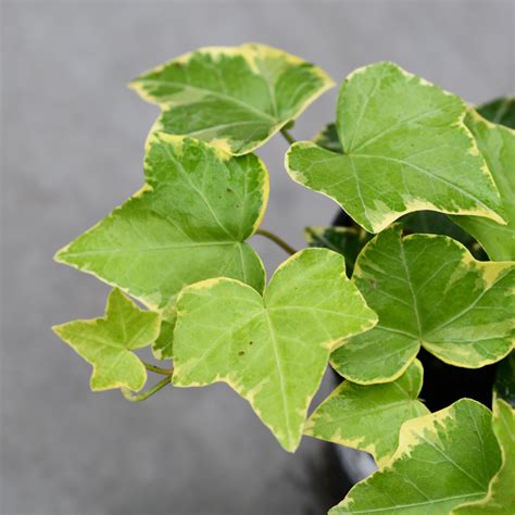 Feuillage panaché de Hedera helix 'Goldchild'