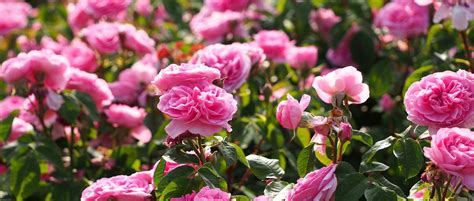 Floraison estivale d'un rosier remontant