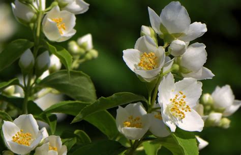 Diversité des fleurs de jasmin