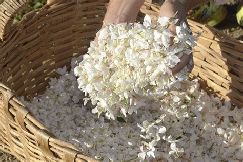 Fleurs de jasmin récoltées pour la parfumerie
