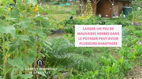 Mauvaises herbes communes dans un potager