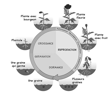 Cycle de floraison d'un cactus