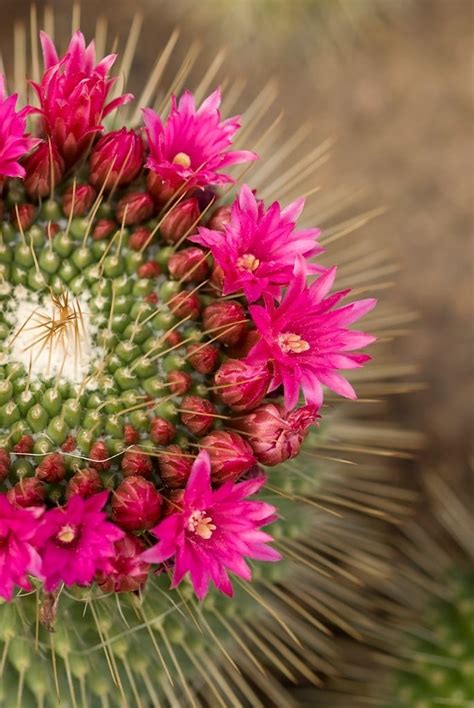 Variété de couleurs des fleurs de cactus