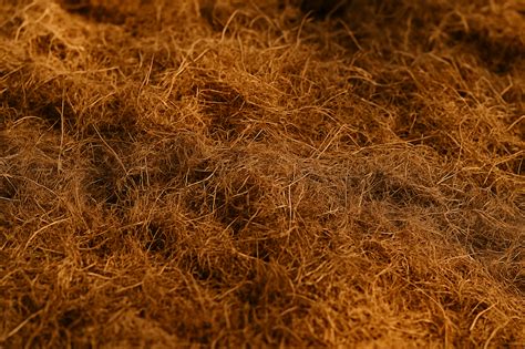 Infographie récapitulative : Quand choisir la sphaigne vs la fibre de coco