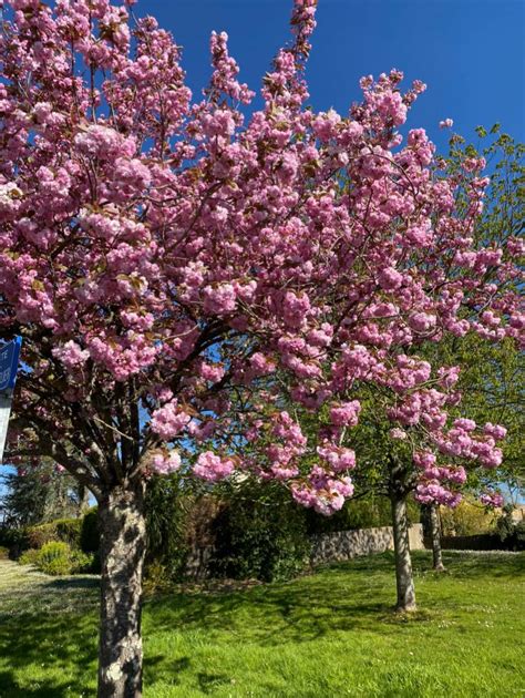Cerisier du Japon en pleine floraison