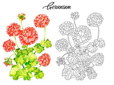 Illustration d'un déodorant crème à la fleur de géranium, avec des fleurs de géranium en arrière-plan