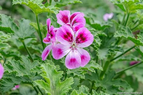 Schéma illustrant la plante de Pelargonium graveolens avec ses feuilles et ses fleurs