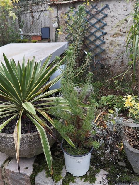 Illustration d'une terrasse urbaine hivernale avec des conifères en pot protégés par un paillage et un voile d'hivernage