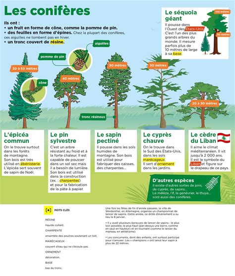 Infographie comparant la résistance au gel de différentes espèces de conifères et arbustes