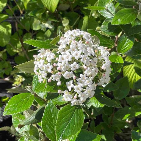 Viburnum burkwoodii en pleine floraison printanière avec ses inflorescences blanches parfumées
