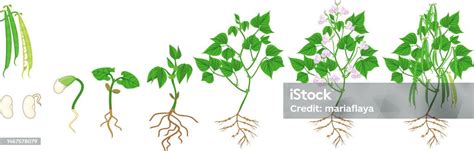Infographie comparant les stades de récolte du haricot : extra-fin, mangetout, et grain sec